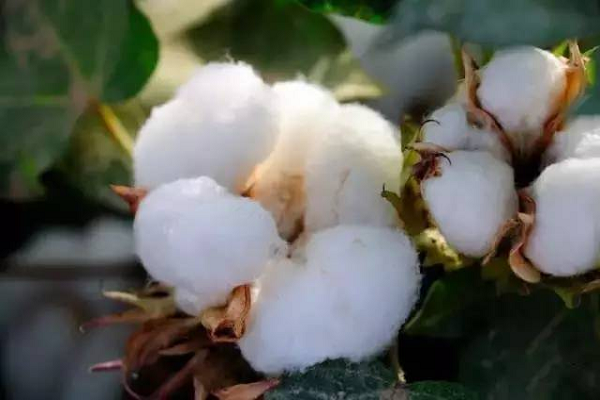如何用棉花制作棉布？